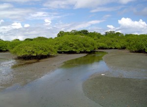 Manglar2